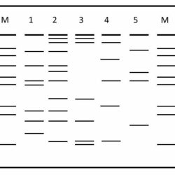 Profiling a polis worksheet answer key