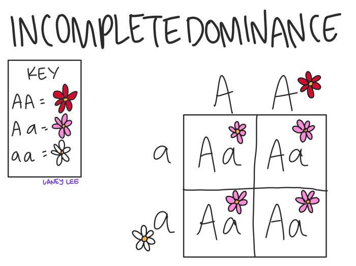 Genetics punnett squares and incomplete vs codominance answer key