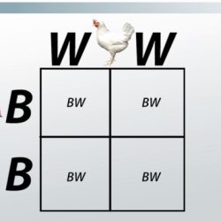 Dominance incomplete codominance vs genetics