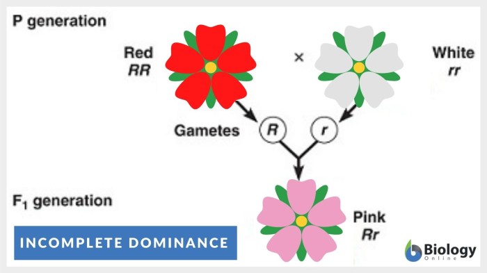 Genetics cheggcdn punnett incomplete dominance source