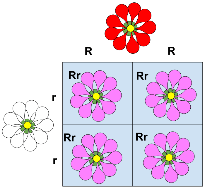 Genetics punnett squares and incomplete vs codominance answer key